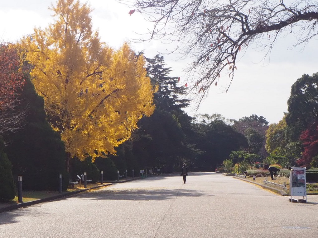 京都府立植物園の写真