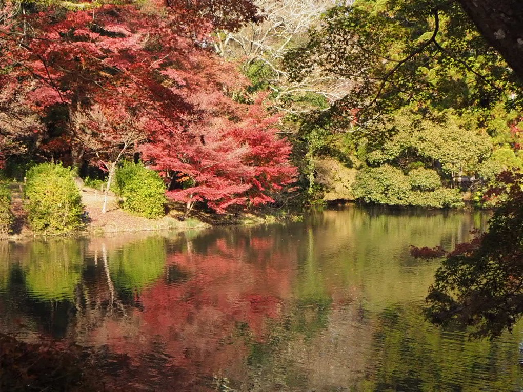京都府立植物園の写真