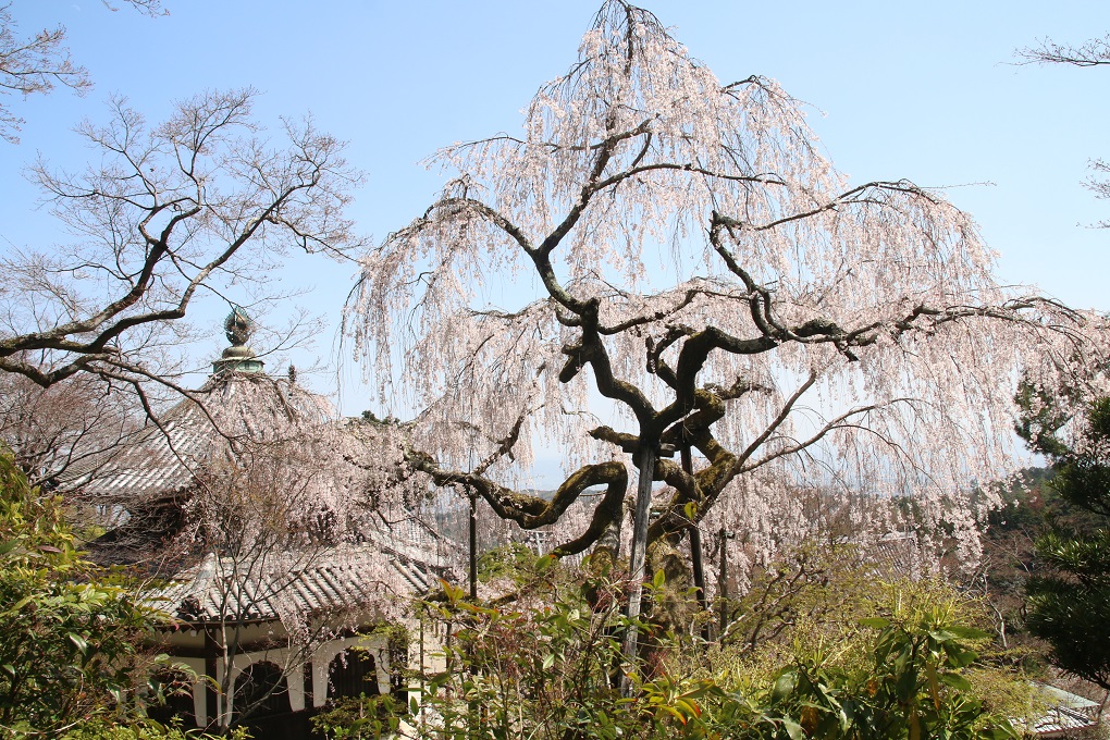 桂昌院お手植えの枝垂れ桜の写真