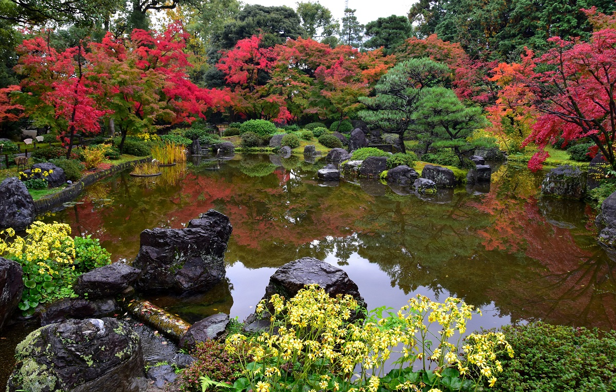 平安の庭 紅葉とつわぶきの写真