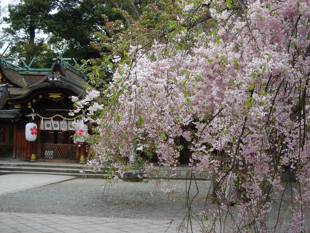 平野神社の桜の写真