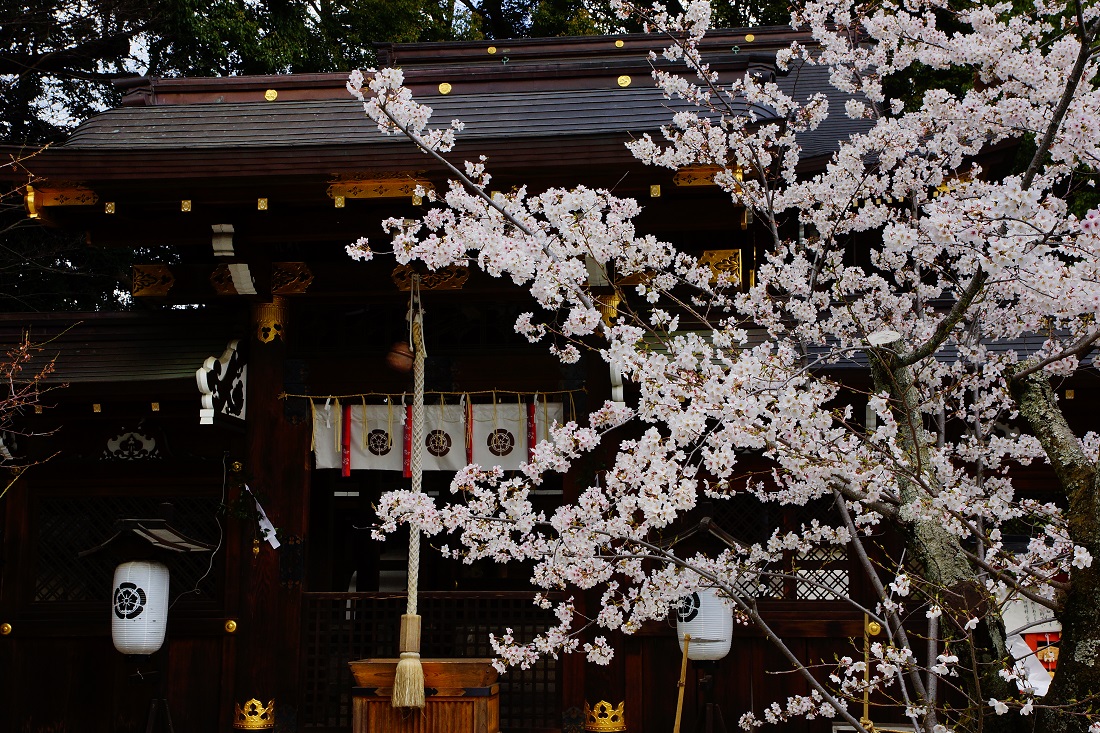 疫社と桜の写真