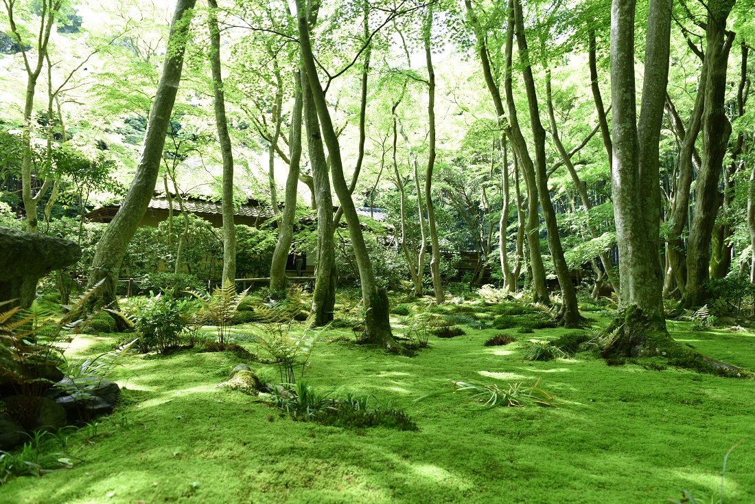祇王寺の写真