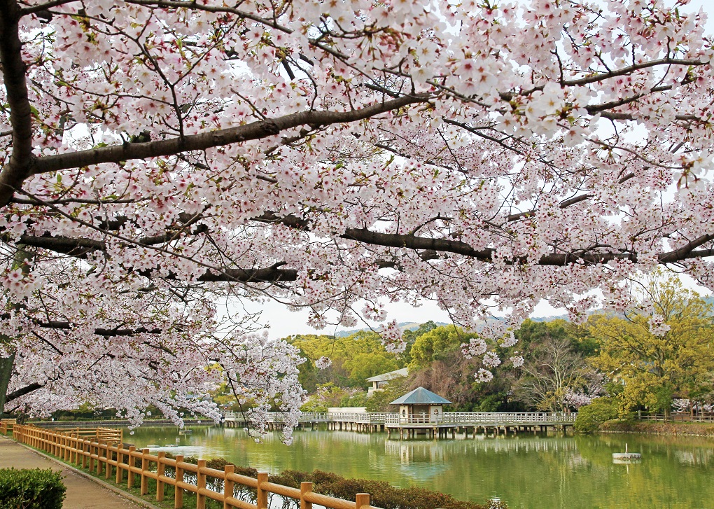 八条ヶ池と桜の写真