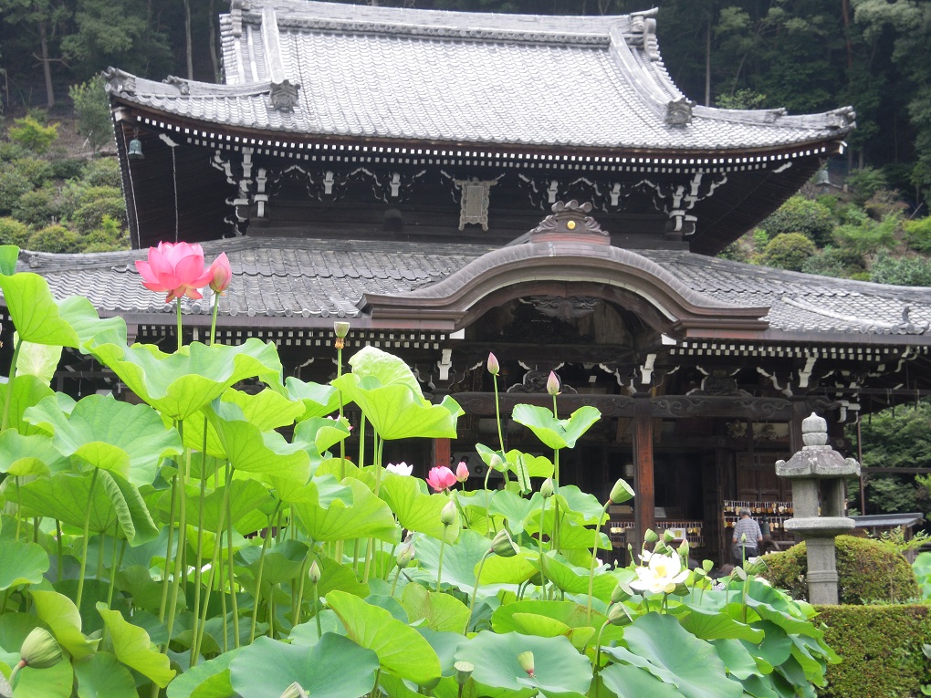 三室戸寺の写真