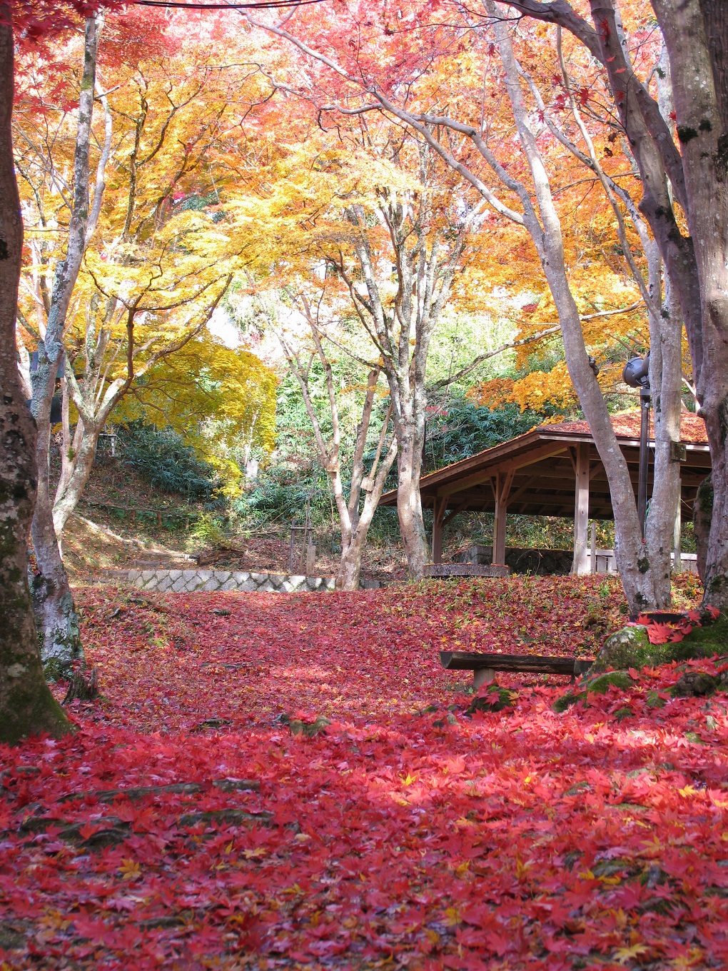 もみじ公園の写真