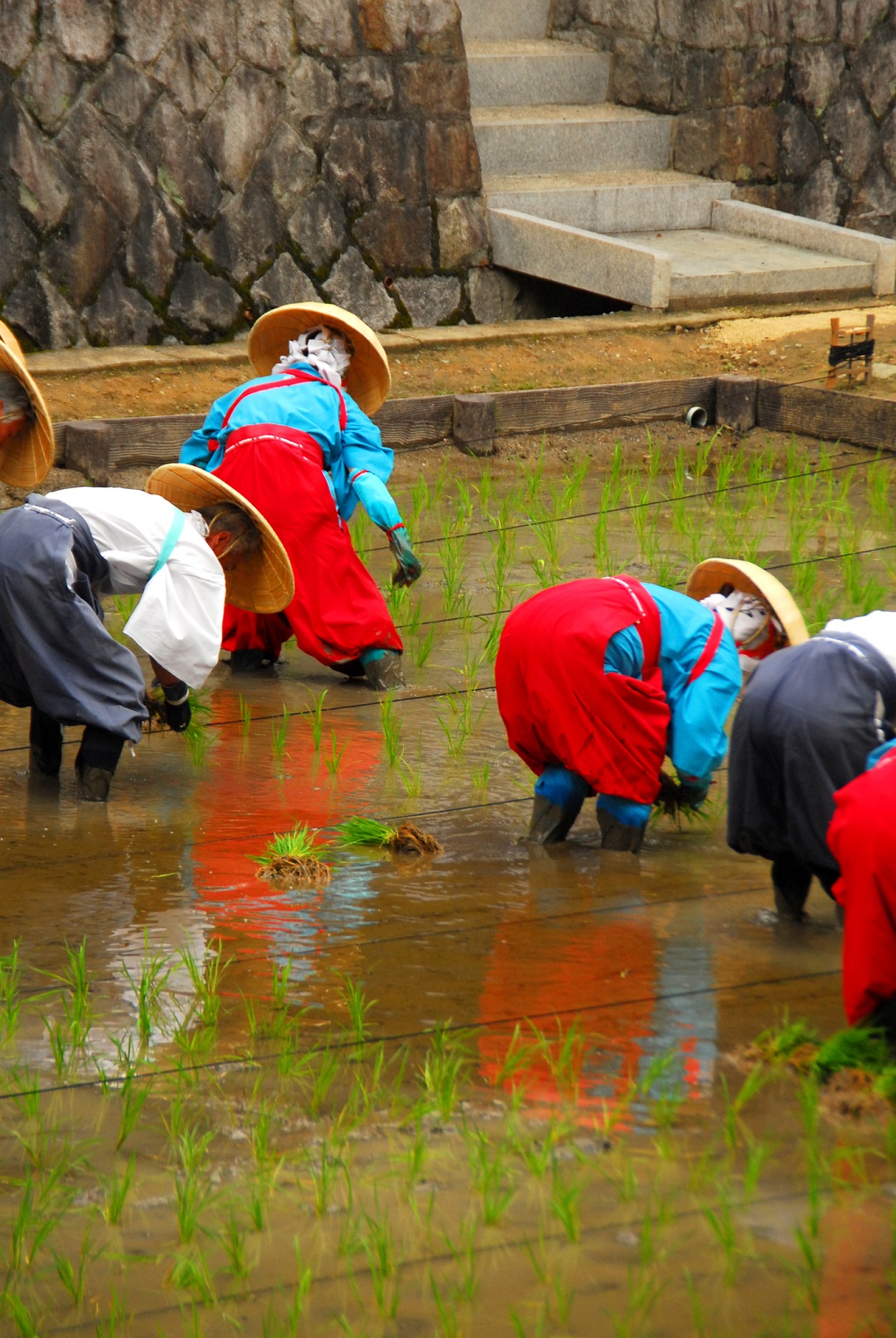 伏見稲荷大社田植祭の写真