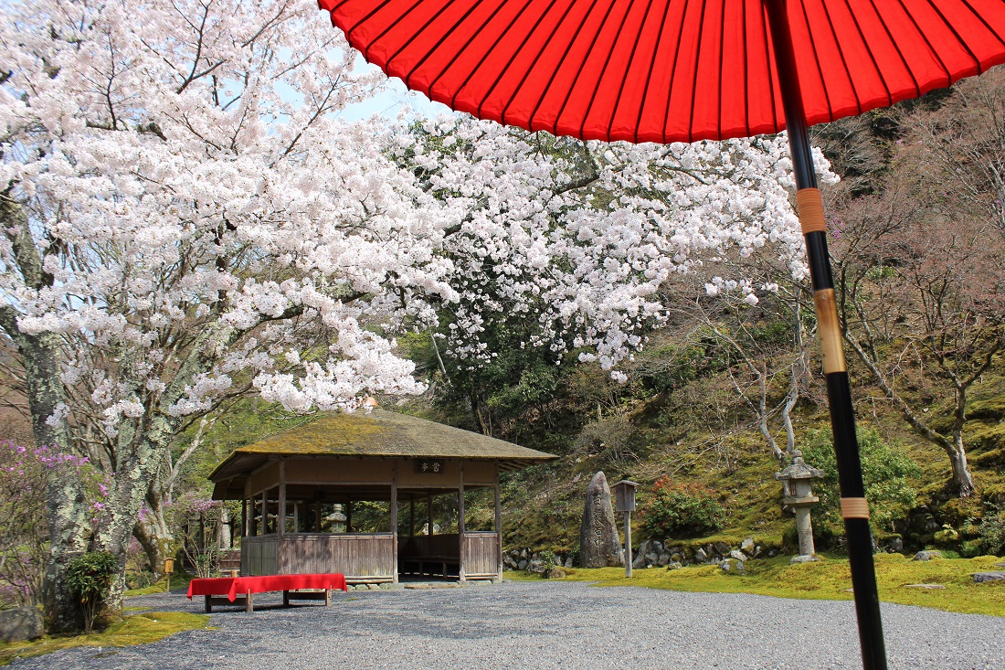 鴬亭と桜の写真