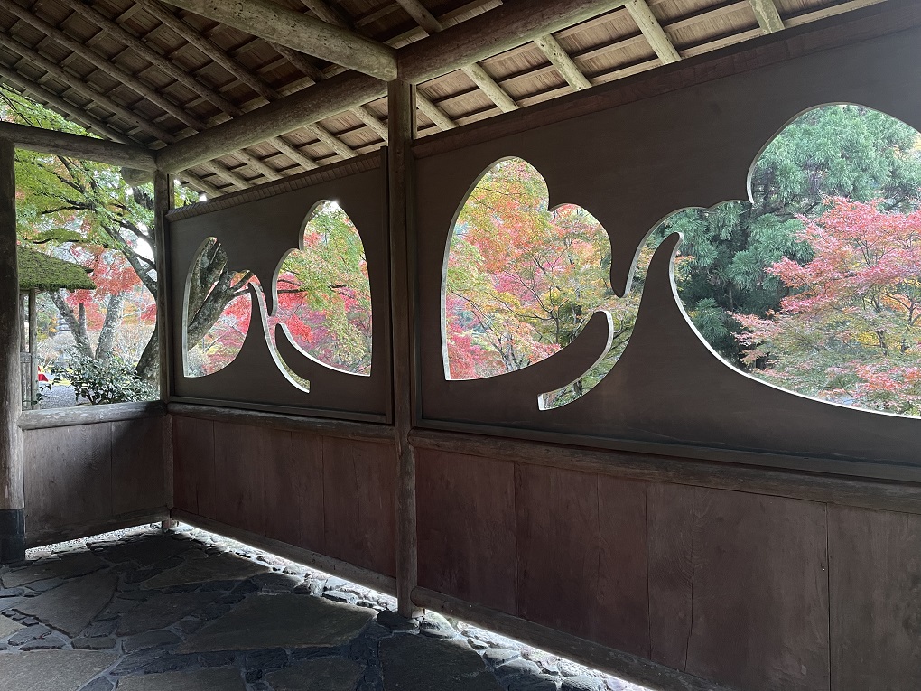 カンアオイの窓と紅葉の写真