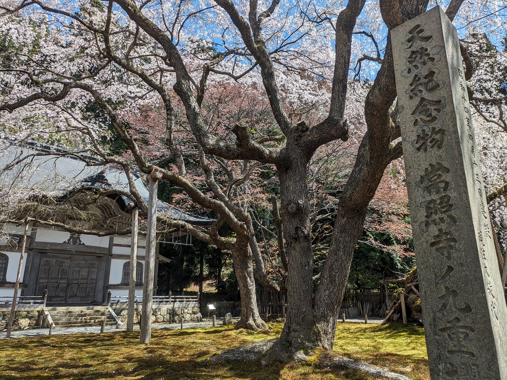 常照皇寺の写真