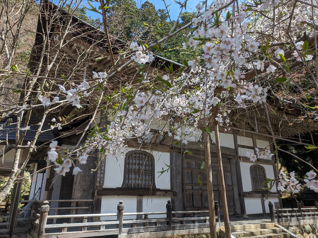 常照皇寺 九重桜の写真