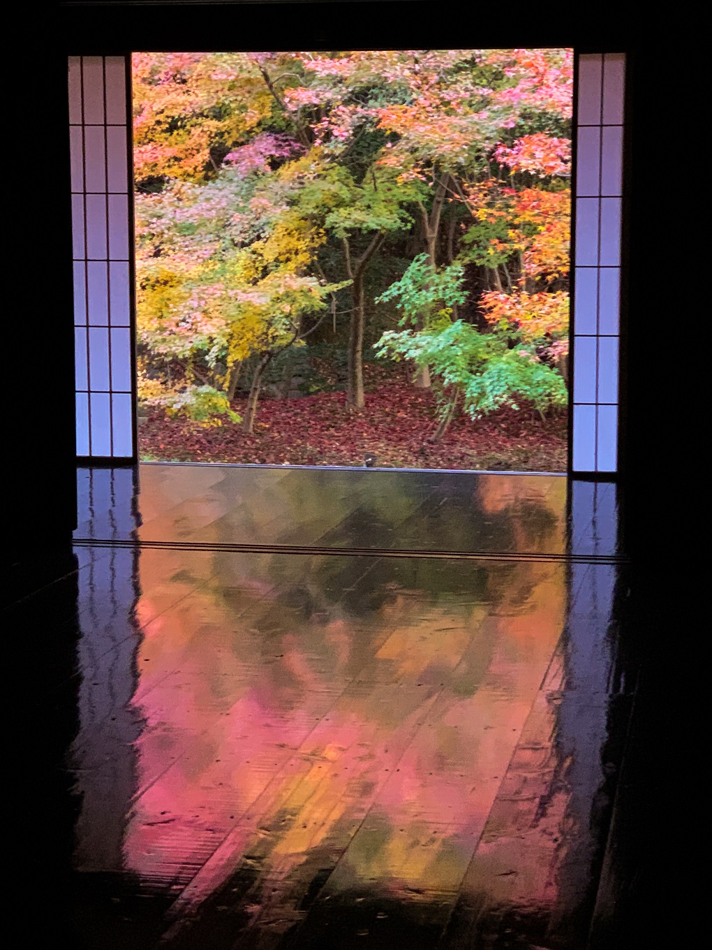 床もみじの写真