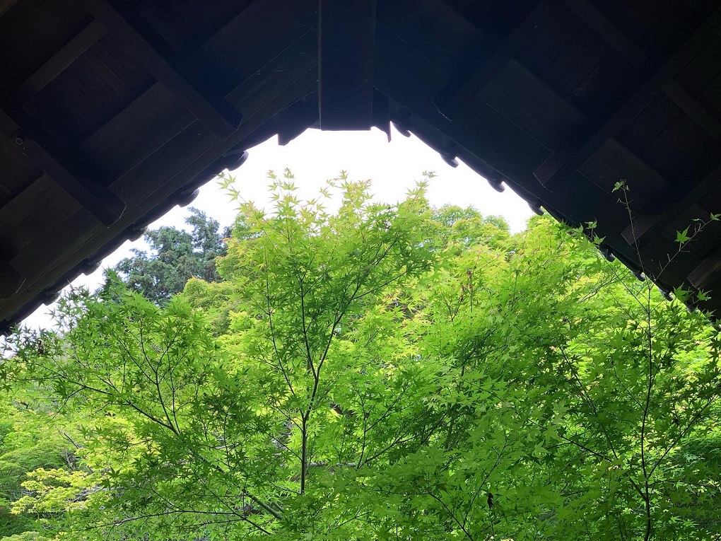 みどり富士の写真