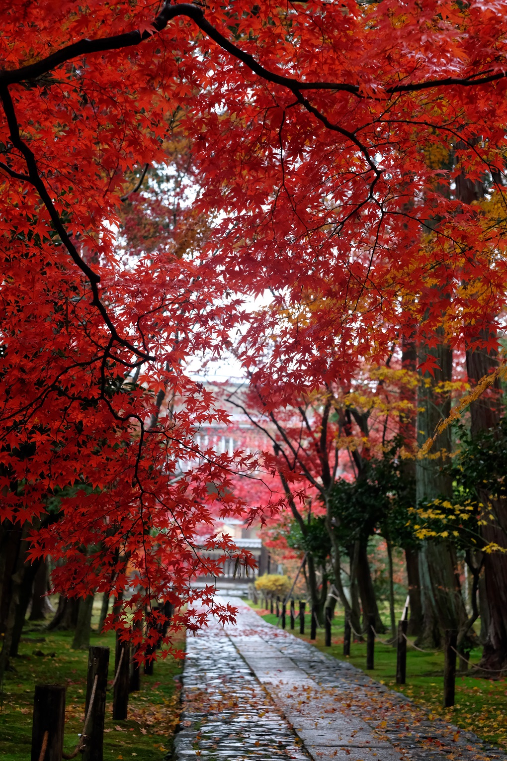 参道の写真