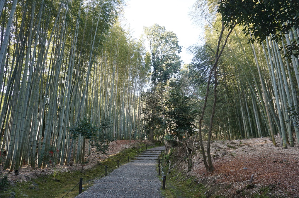 地蔵院参道の写真