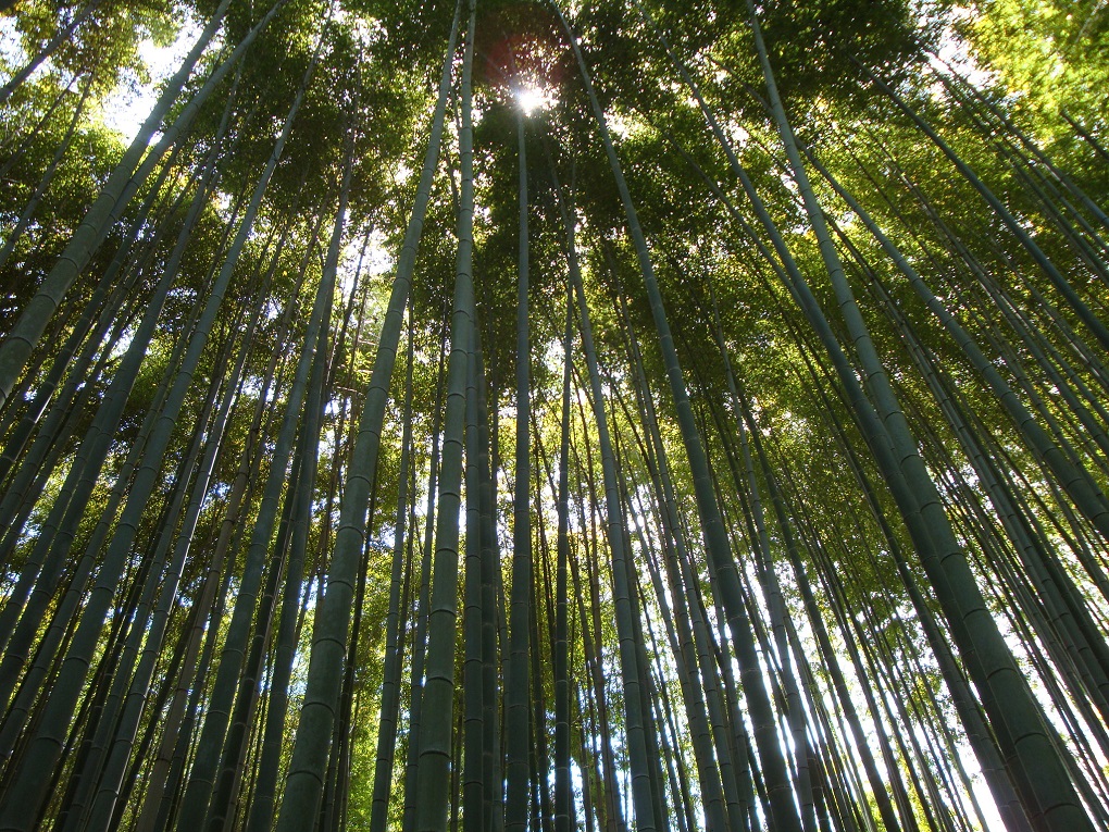 地蔵院境内の写真