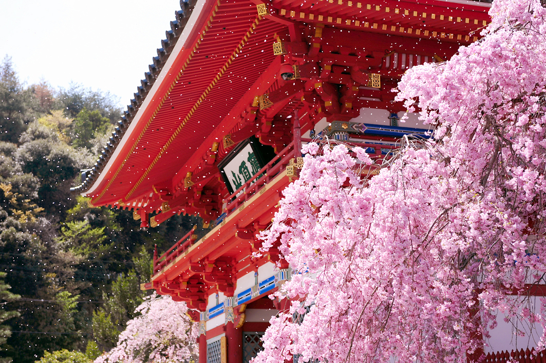 山門（桜）の写真