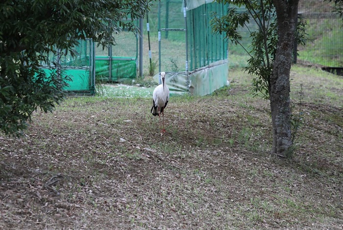 兵庫県立コウノトリの郷公園の写真