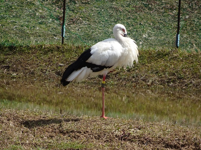 兵庫県立コウノトリの郷公園の写真