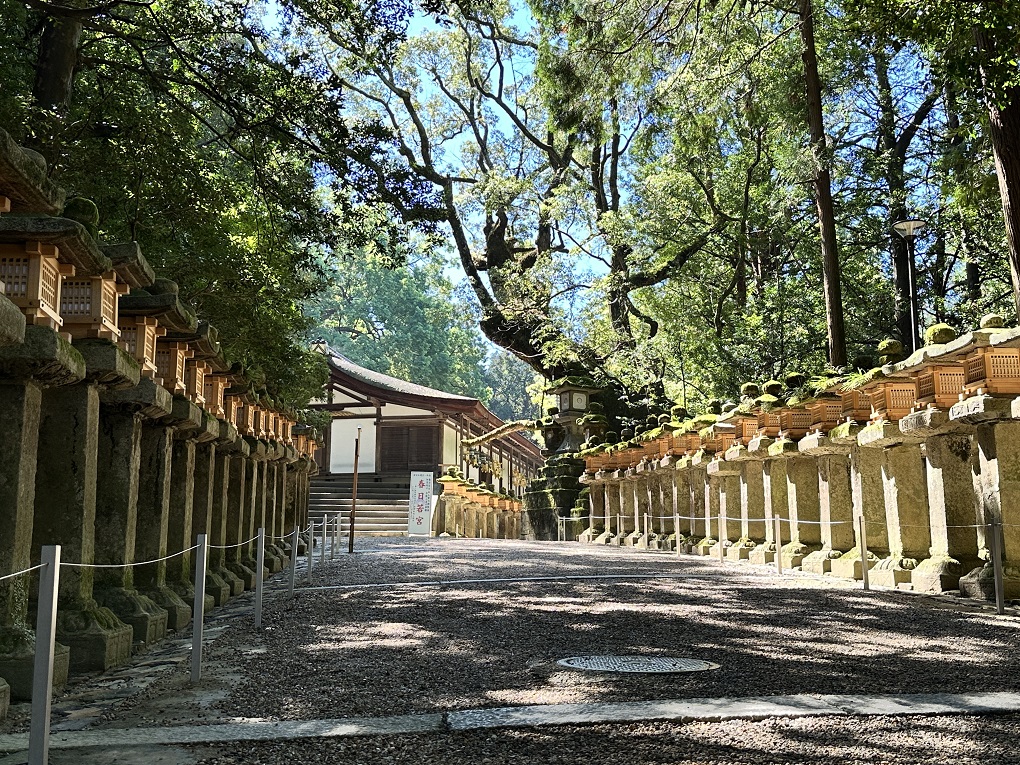 参道に並ぶ石燈籠の写真