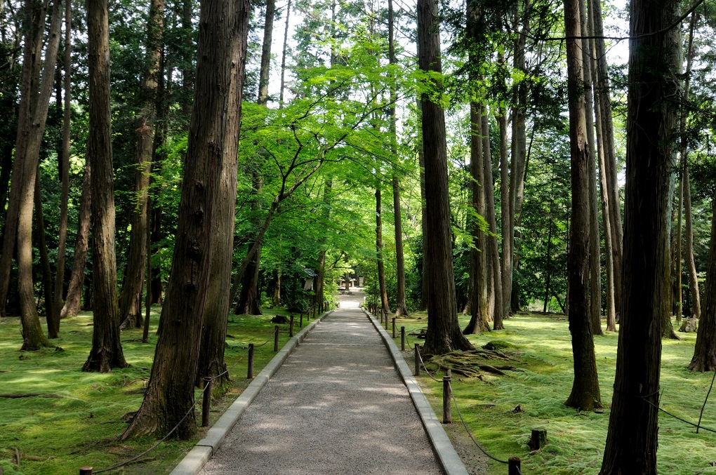 鑑真和上御廟へと続く道の写真