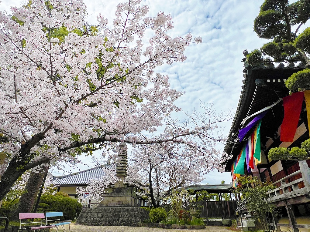 桜と石塔の写真