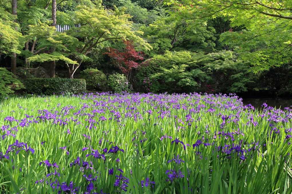 境内のカキツバタの写真