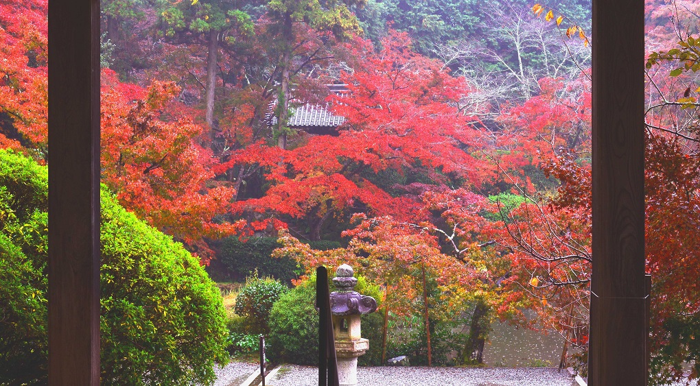 全国紅葉百選 本堂から見た紅葉の写真