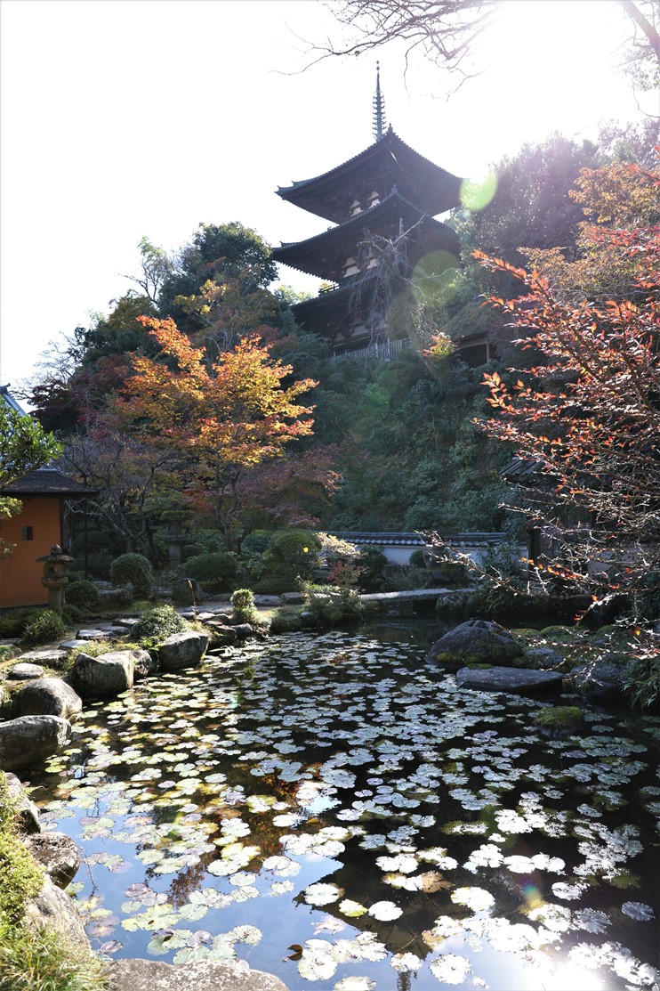 中之坊香藕園と東塔の写真