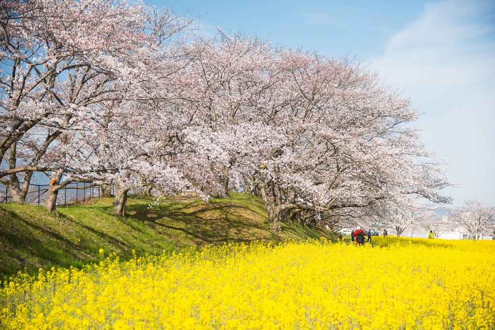 菜の花畑と桜の写真