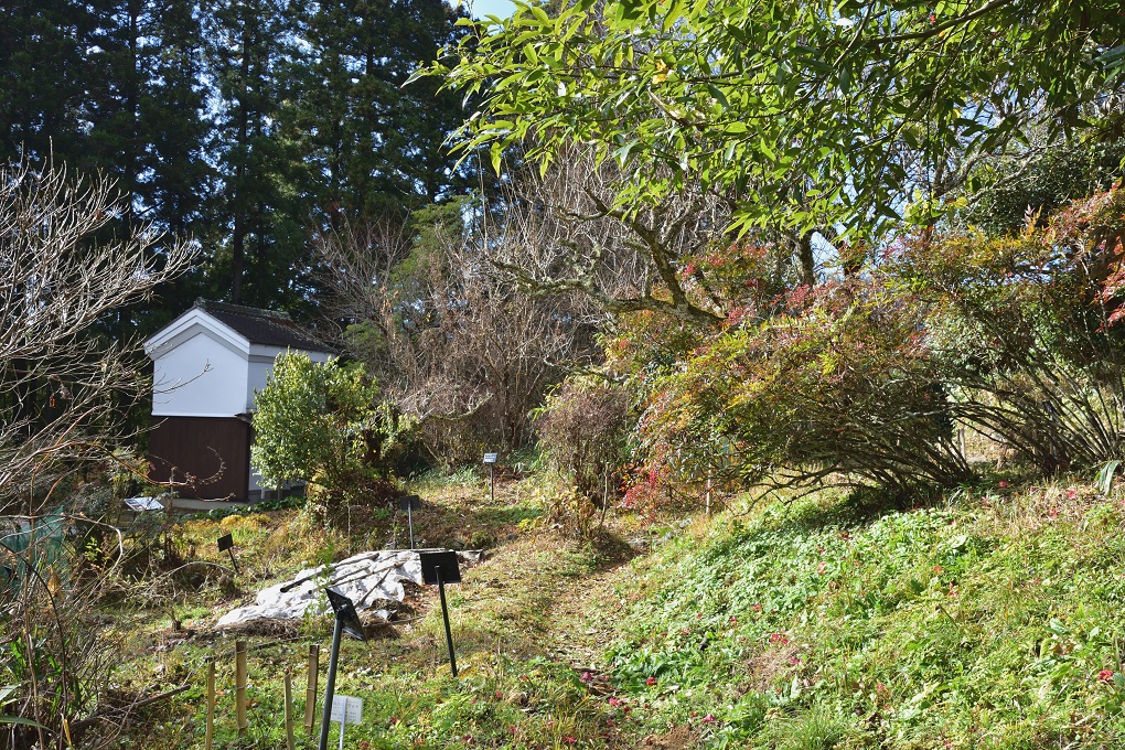 森野旧薬園の写真