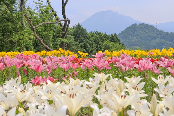 秘密の花園の写真