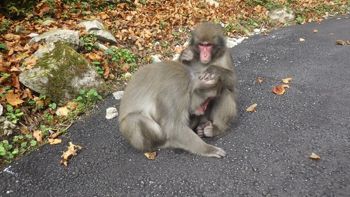 神庭の滝　サルの写真