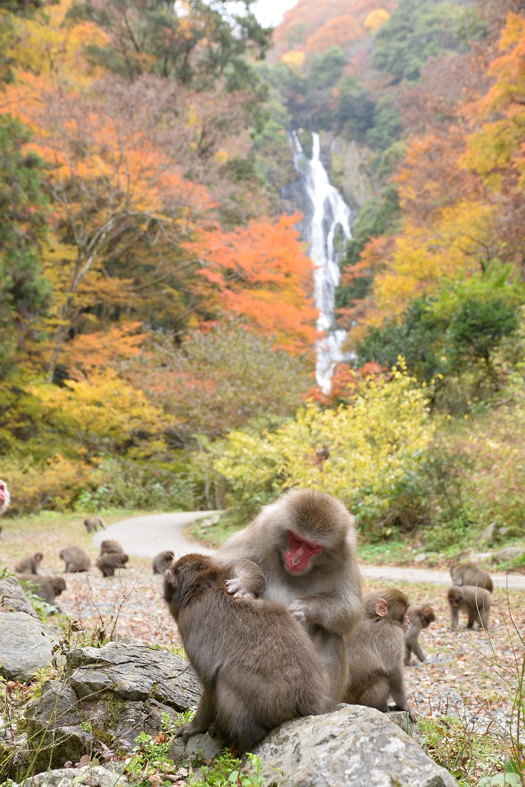 神庭の滝とサルの写真