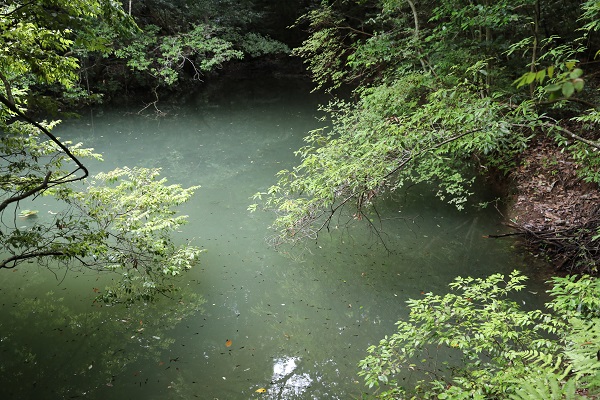 四明池モリアオガエル繁殖地の写真