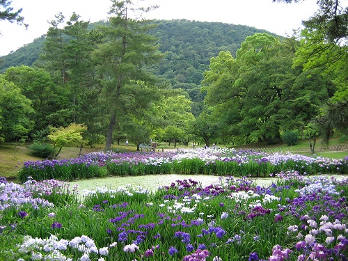 花しょうぶ園の写真