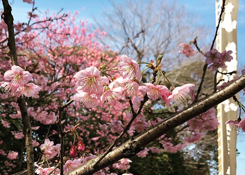 椿寒桜の写真