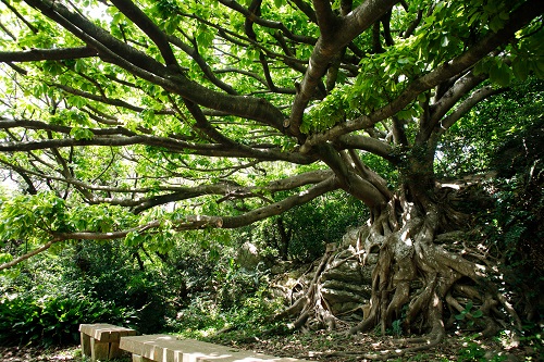 亜熱帯を代表する樹木『あこう』の写真