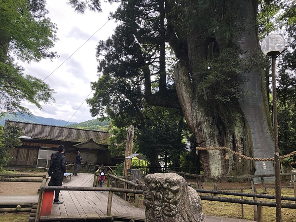 杉の大スギ（八坂神社境内）の写真