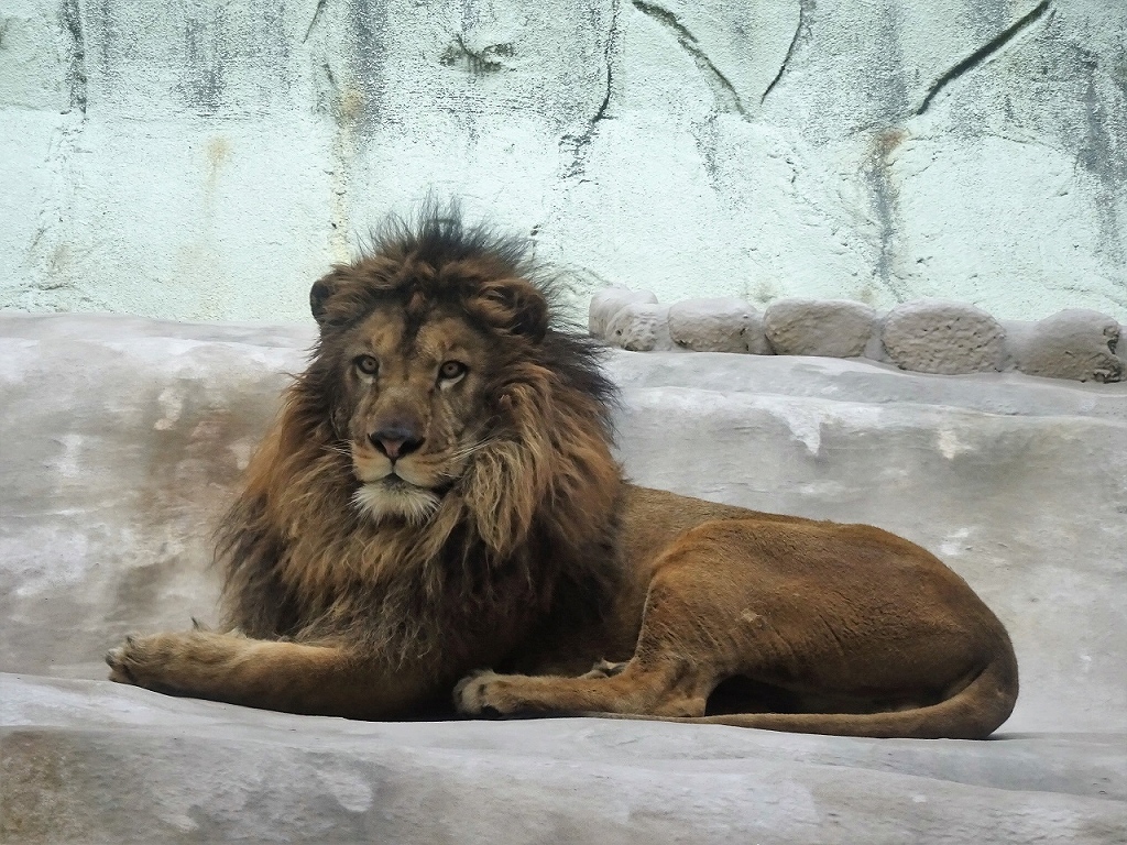 ライオン「チャチャ丸」（オス）の写真