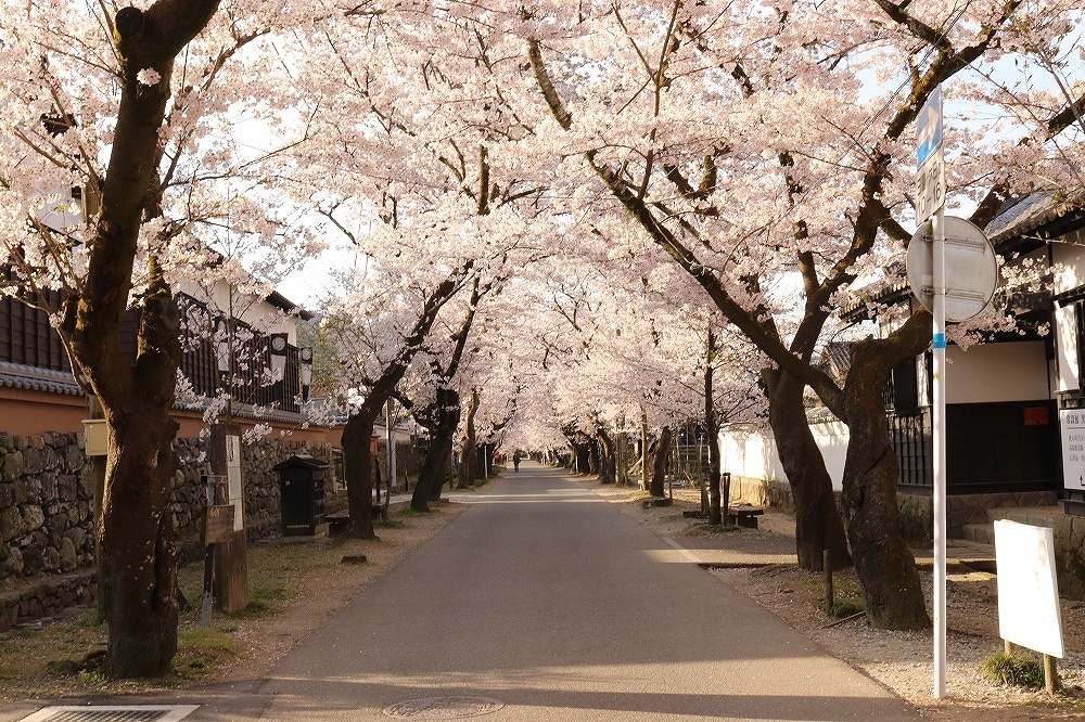 秋月杉の馬場通りの桜の写真