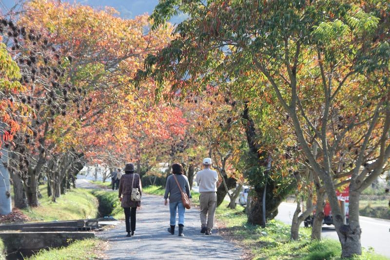 柳坂曽根のハゼ並木の写真