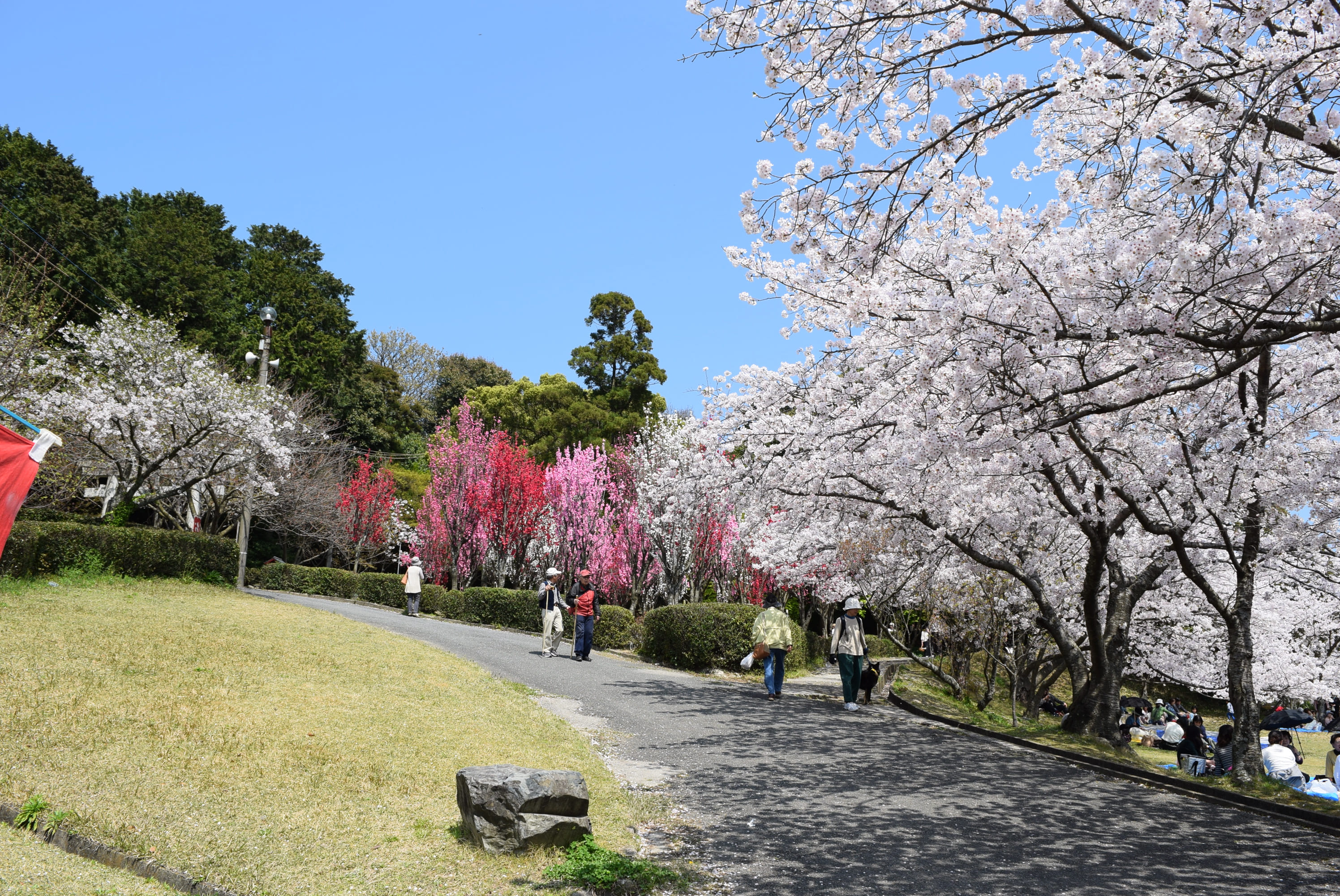 桜花とホウキ桃の写真