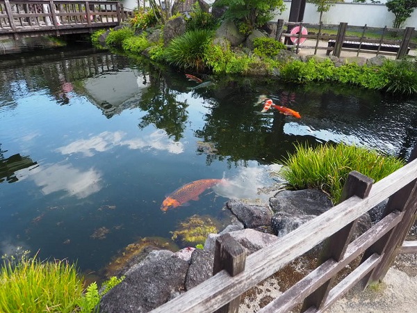 鯉の泳ぐ町の写真