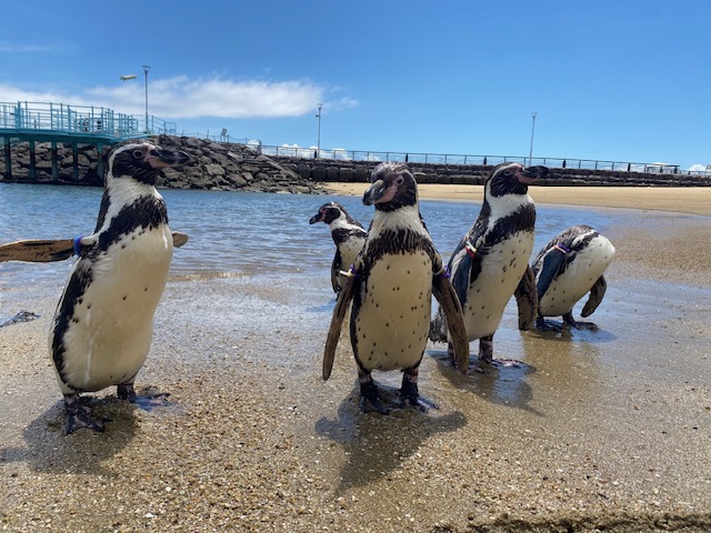 ふれあいペンギンビーチ　1の写真