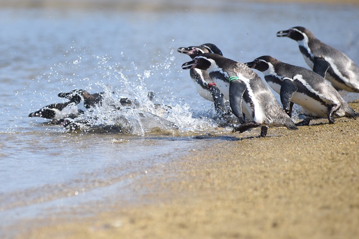 ふれあいペンギンビーチ　2の写真