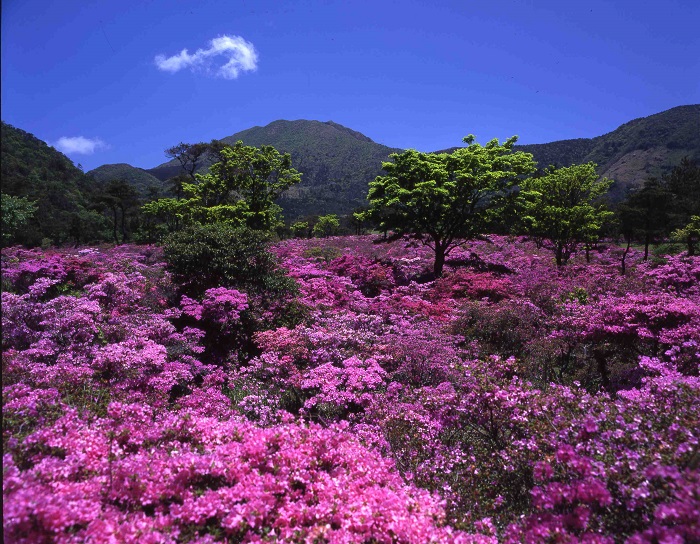 池の原　ミヤマキリシマの写真