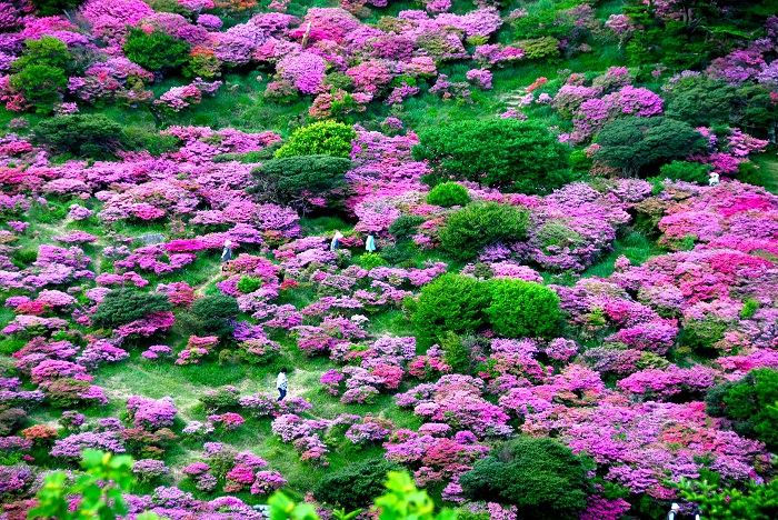 仁田峠　ミヤマキリシマの写真