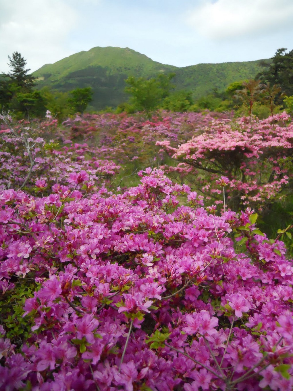 ミヤマキリシマの写真