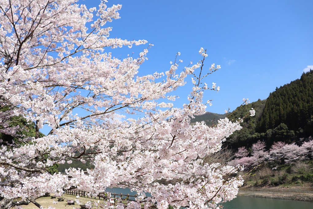 市房ダム湖畔 満開のサクラの写真